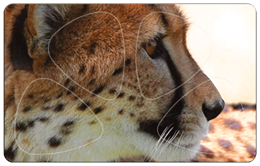 CHEETAH